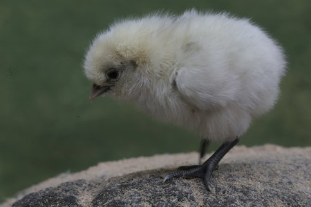 chick on a rock, closeup of photo, animal series