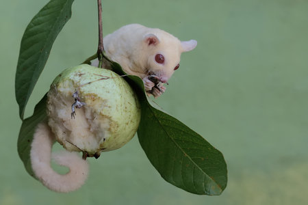 Little sugar glider (Petaurus breviceps) on a guava treeの写真素材
