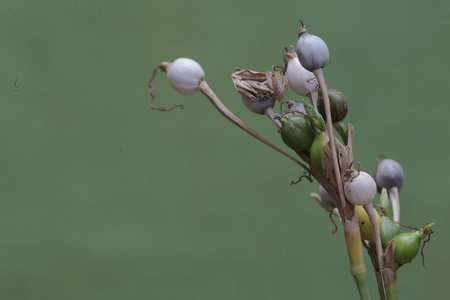 Poppy seed pods on the stem of a plant against a green backgroundの写真素材