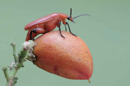 beetle on a fruit in the wild, closeup of photo