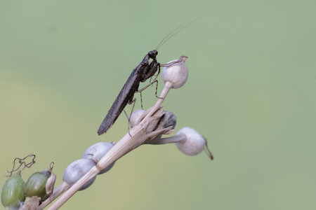 Praying mantis on plant