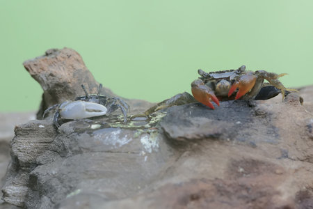 A mangrove swimming crab (Perisesarma sp) and a fiddler crab (Uca sp) are hunting prey in weathered logs that have washed ashore in the estuary.の写真素材