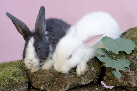 A pair of rabbits are eating spinach leaves on a rock overgrown with moss. This rodent has the...