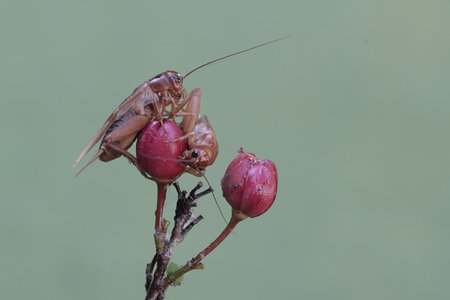 A pair of mantis mating on a red flower in nature.の写真素材