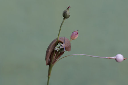 Close up of a flower in the garden with green background, Thailand.