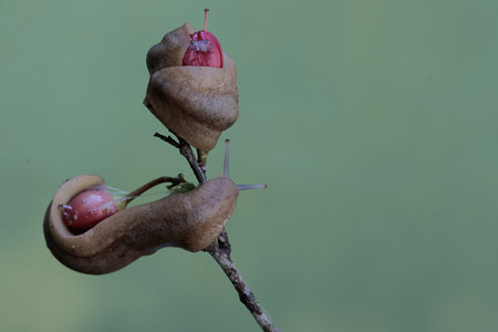 Snails on a twig in the rainforest