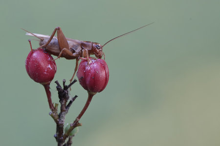 Grasshopper perched on a flower.