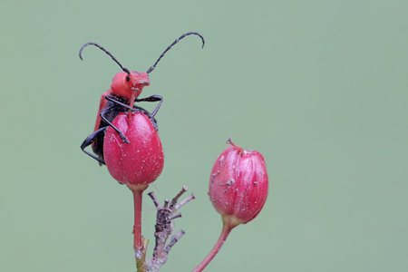 Red beetle on a flower with a green background, South Korea.