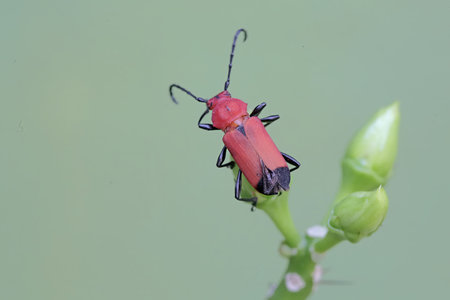 red beetle on green leaf in the wild nature or in the garden