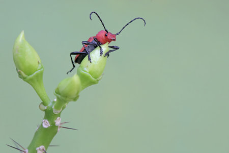 Red beetle on green plant in the wild, closeup of photo