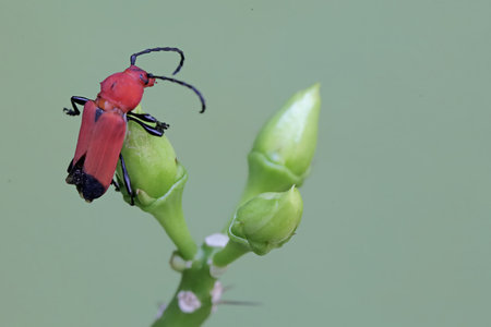 Red beetle on green plant in the wild, north china.の写真素材