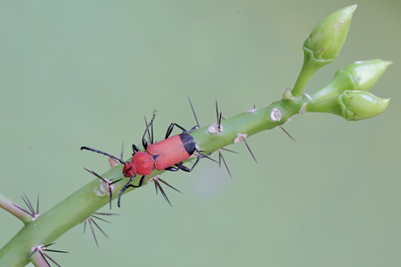 bug on green leaf in the wild nature or in the garden