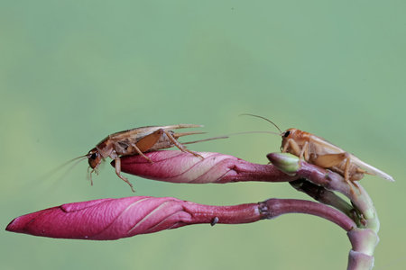 Cricket on a flower in the garden,Thailand.