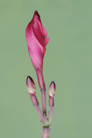 Pink flower on a green background. Close-up. Macro.