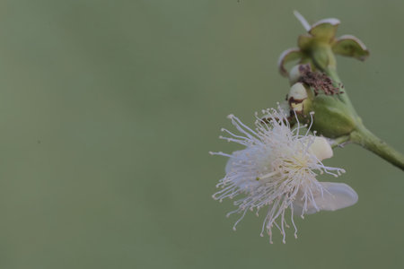 Flower of Capparis spinosa,Gran Canaria,Spain