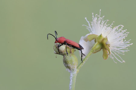 red beetle on flower in the wild, north china. macro