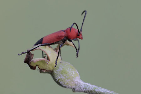 Red beetle on a plant in the wild, closeup of photo