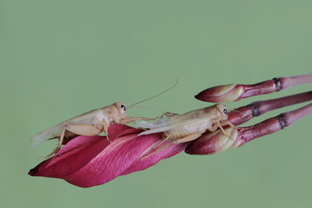Grasshoppers on pink rose petal isolated on green background