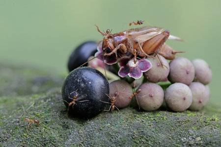 Insects on the berries in the wild, close-up