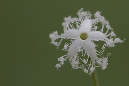 White flower on a green background. Macro photography.