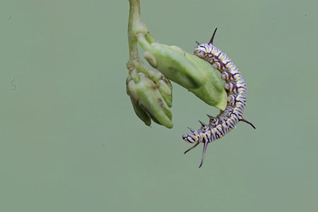 Caterpillar of the Papilio machaon on plant