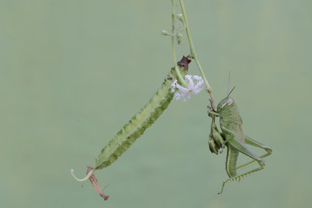 Grasshopper and flower in the garden,Thailand.