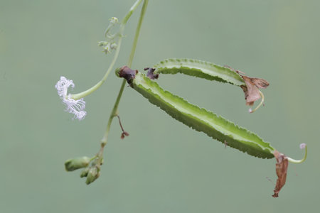 Winged bean or bitter gourd, Bitter gourd