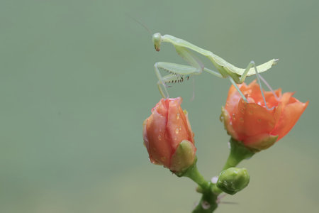 Praying Mantis - Mantis religiosa - on flowerの写真素材