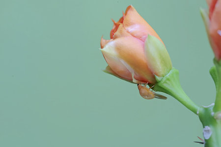Close up of orange cactus flower on green background.