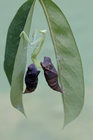 Praying Mantis, Mantis religiosa, on leaf
