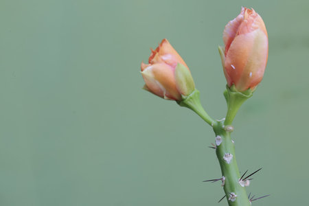 Cactus flower,cactus flower,cactus flower,cactus flowerの写真素材