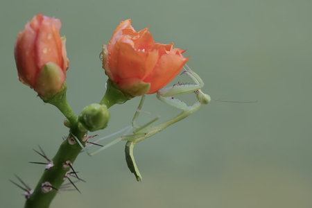 Praying Mantis on a flower in the rain.の写真素材