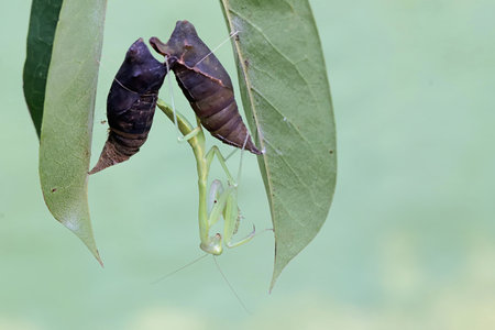 Praying Mantis (Mantis religiosa) on a leaf