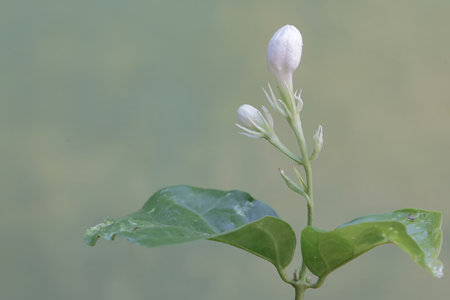 White Jasmine flower on green background. (Jasmine Jasminum)の写真素材