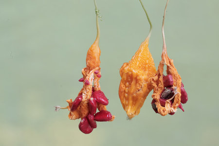 Bitter melon,Momordica charantia,Gran Canaria,Spainの写真素材