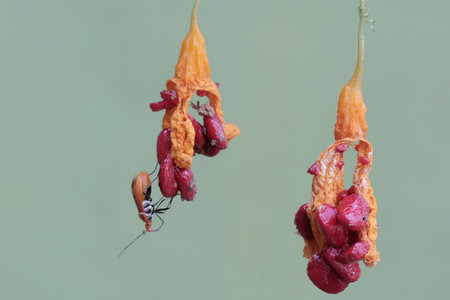 Insects in the garden,Gran Canaria,Spainの写真素材