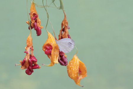 Bitter gourd and white butterfly hanging on the plant.の写真素材