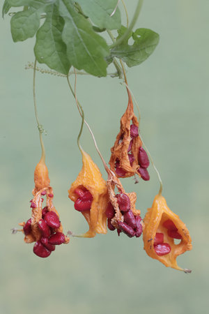 Bitter melon (Momordica charantia L.)の写真素材