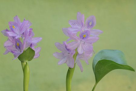 Purple water hyacinths on a green background closeupの写真素材