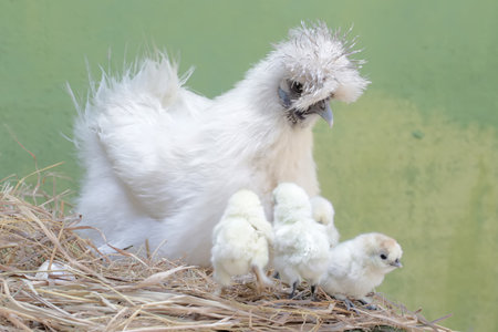 chicken and chick in the henhouse, closeup of photoの写真素材