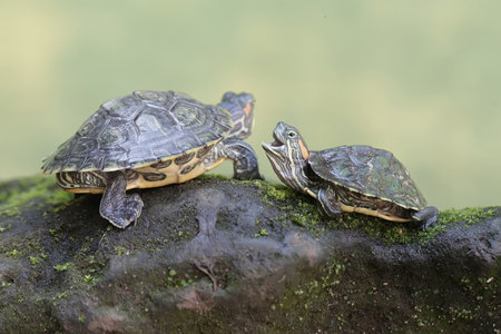 Turtles on a rock in the rainforest of Costa Rica.の写真素材