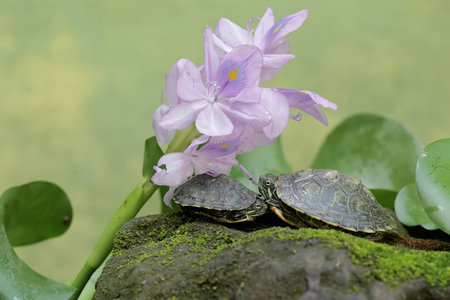 Water Hyacinth and two turtles on the stone in the pondの写真素材