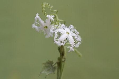Coccinia grandiflora flower,Gran Canaria,Spain