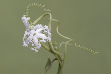Passiflora caerulea, Passiflora caeruleaの写真素材