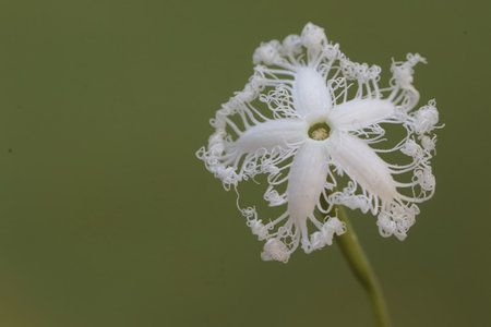 beautiful white flower on green background, macro photo, nature seriesの写真素材