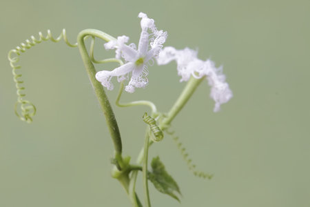 Coccinia grandiflora,Gran Canaria,Spainの写真素材