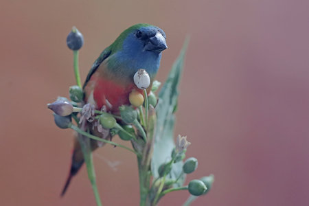 Red-crowned Barbet (Chloropsis caerulea)