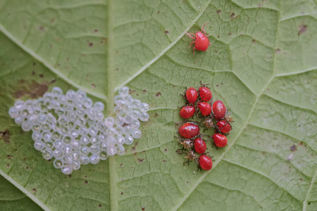 red ladybug on green leaf in the nature or in the gardenの写真素材