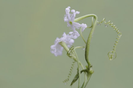 Water droplets on a flower in the rain,Thailand.