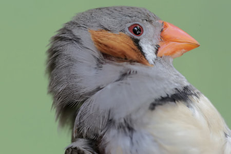 Close-up portrait of a red-throated finchの写真素材